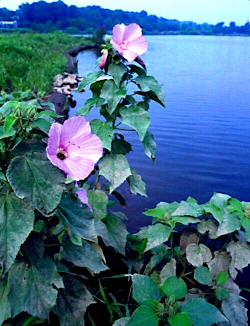 20 Pink Swamp Mallow Rose Seeds “LARGE FLOWER” Hardy Hibiscus Fast Garden Plant