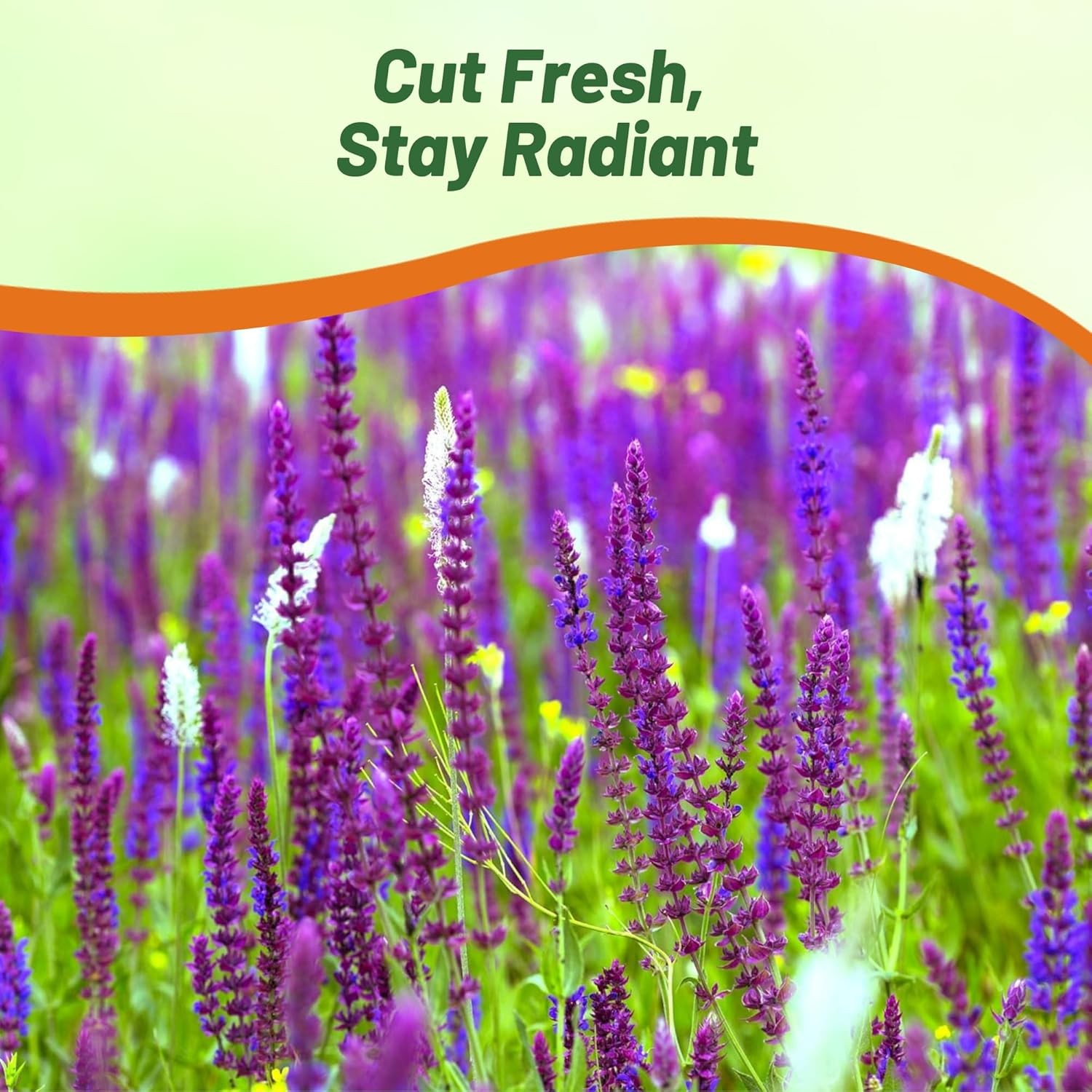 1000 Seeds Salvia Officinalis Sage Drought Tolerant Xeriscaping Herb Plant Seeds