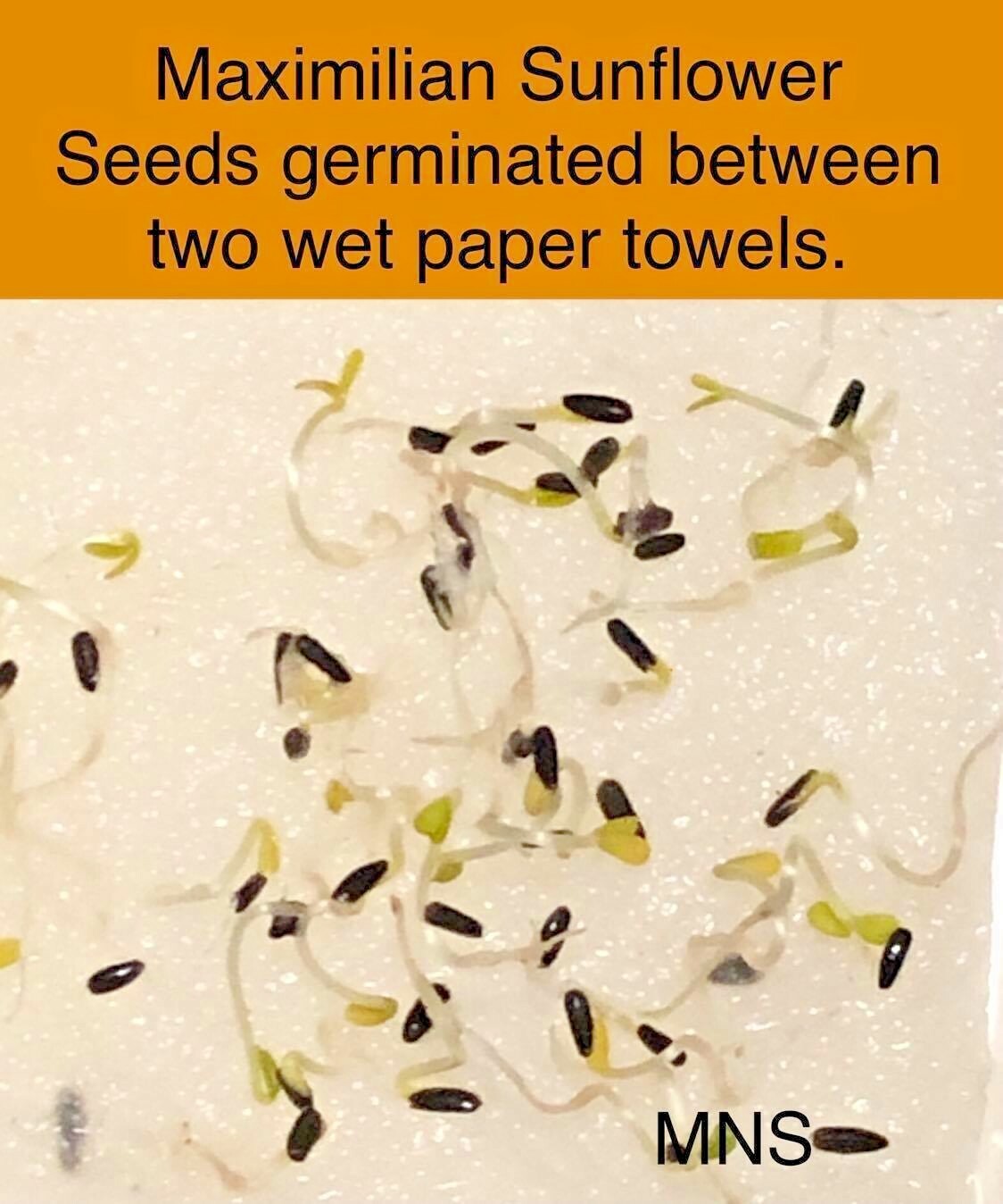 Sunflower MAXIMILIAN Perennial Flowers Butterflies Finches USA Non-GMO 100 Seeds
