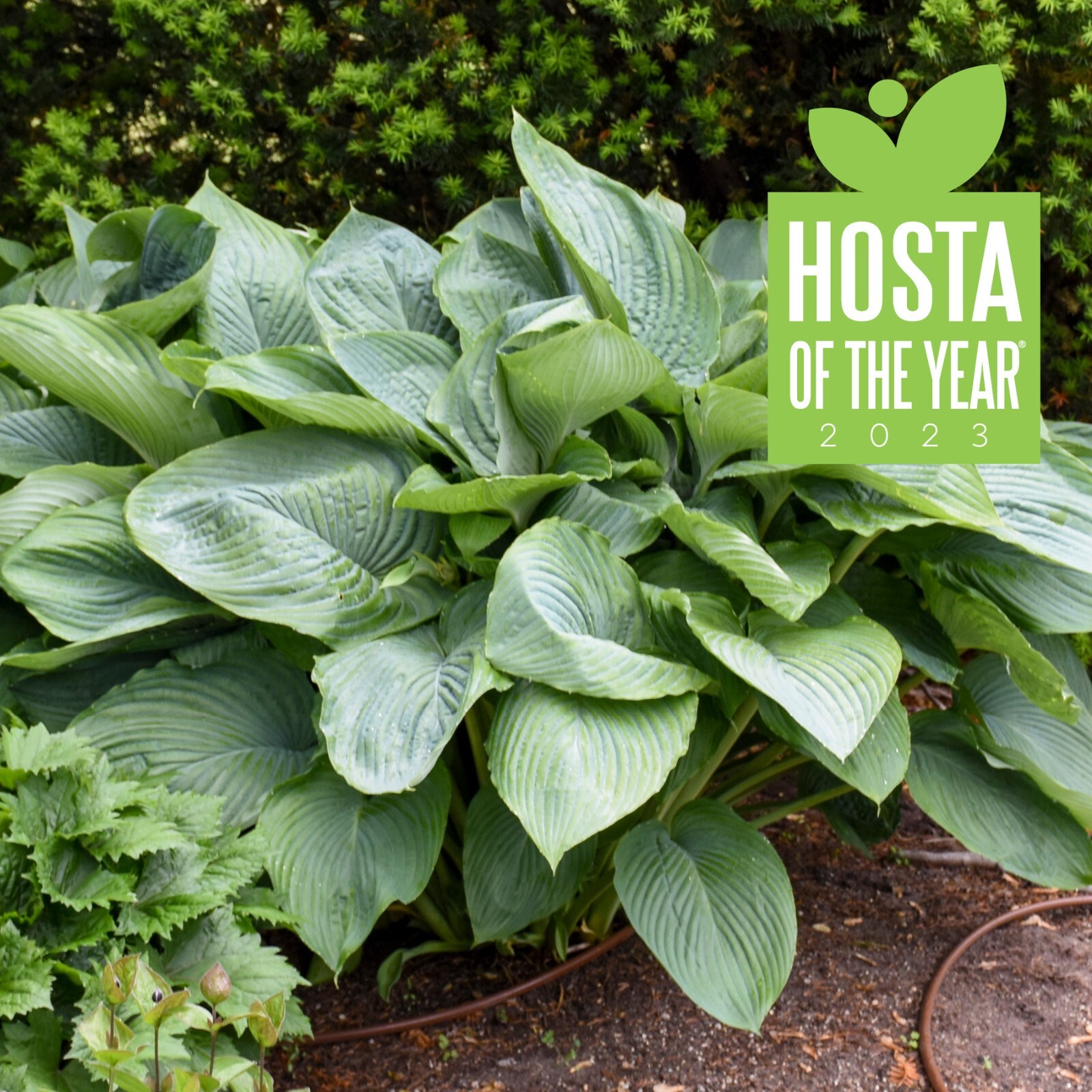Hosta Empress Wu 5.25″ Pot Perennial Shade Proven Winners Hosta of the Year 2023
