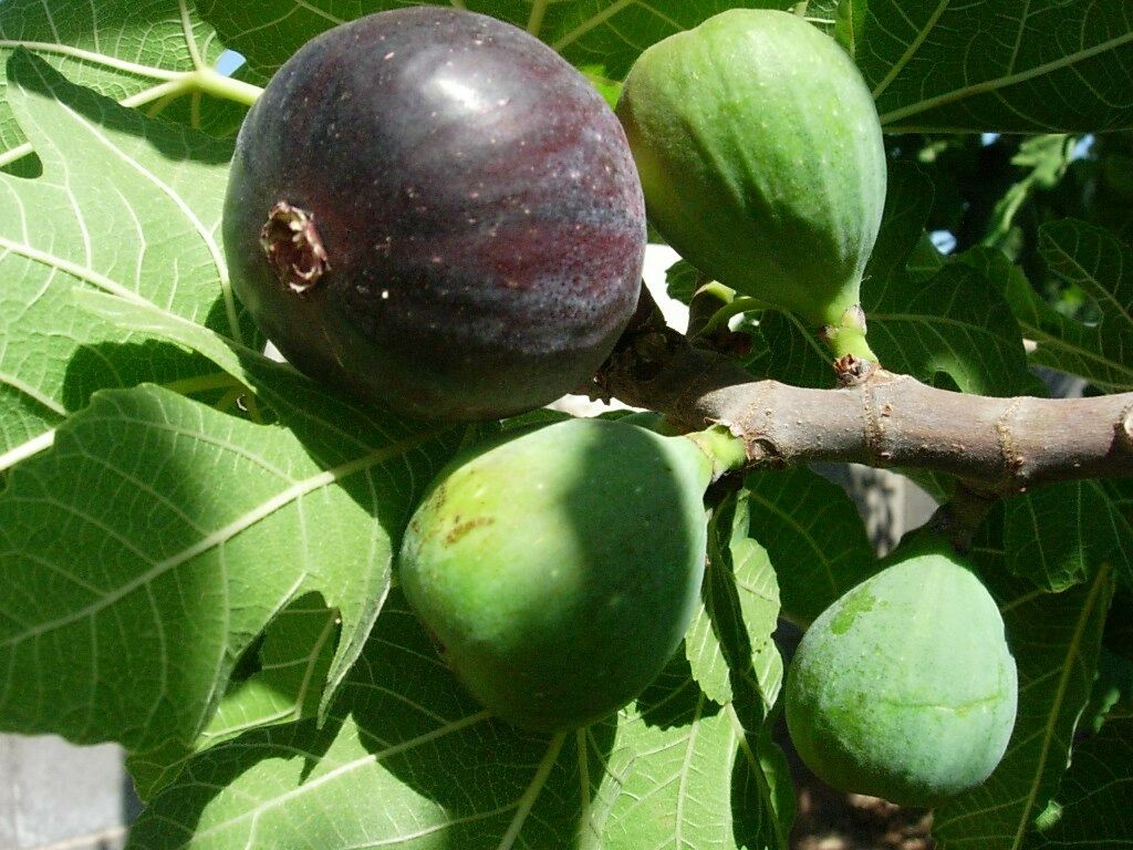 Fig Tree – ‘Black Mission’ – Fruiting Fig Tree – Ficus Carica