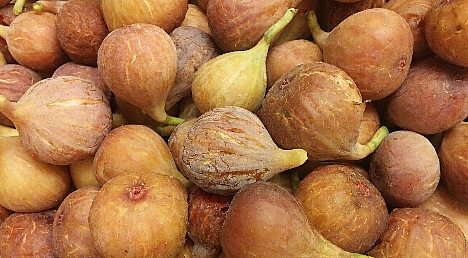 10 cuttings of Super-producer, Organic Celeste Honey Sugar fig tree cold hardy