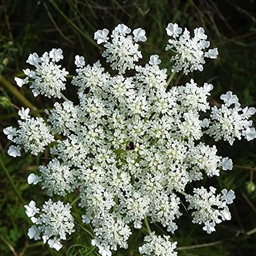 Anise Hyssop Seeds, 500+ Non-GMO Heirloom Seeds for Garden Planting