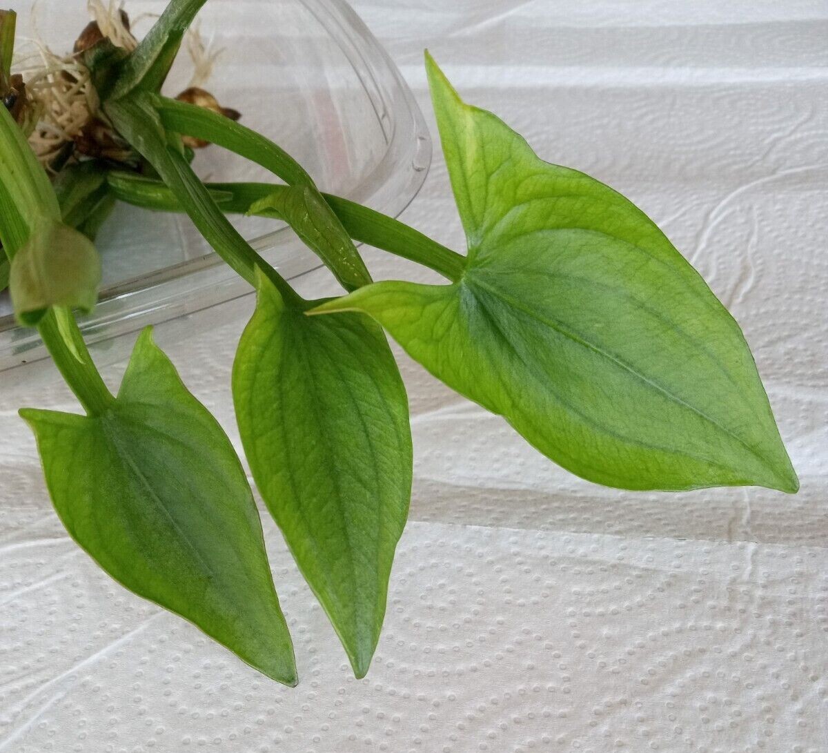1 Edible Aquatic Broadleaf Arrowhead 茨菇 Sagittaria Latifolia Water Garden Plant