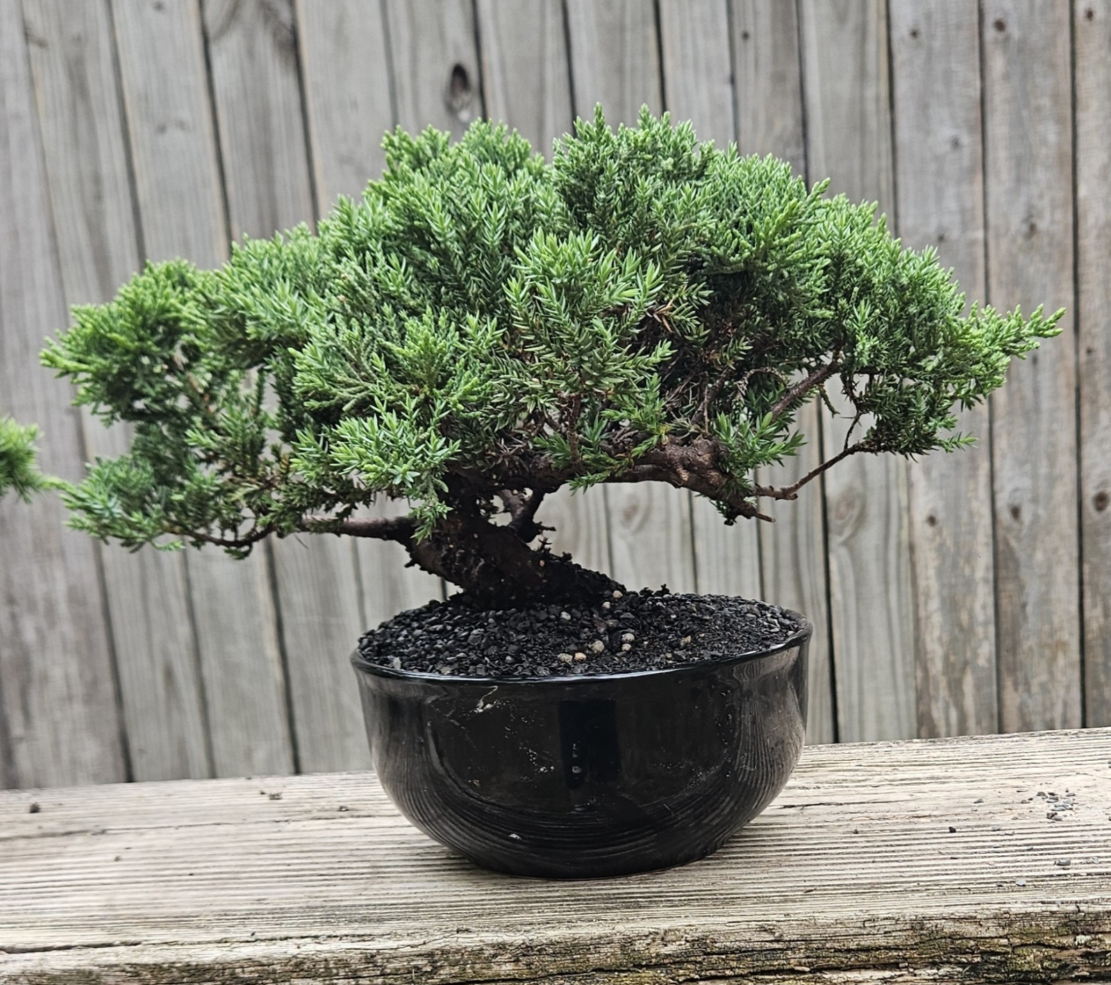 Japanes Juniper Bonsai In 6 Inch Ceramic Pot. 12 Year Old Beauty.