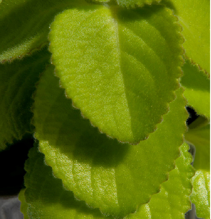 10 Leaves Cuban Oregano HOJAS (Organic) latin cuisine herb leaf