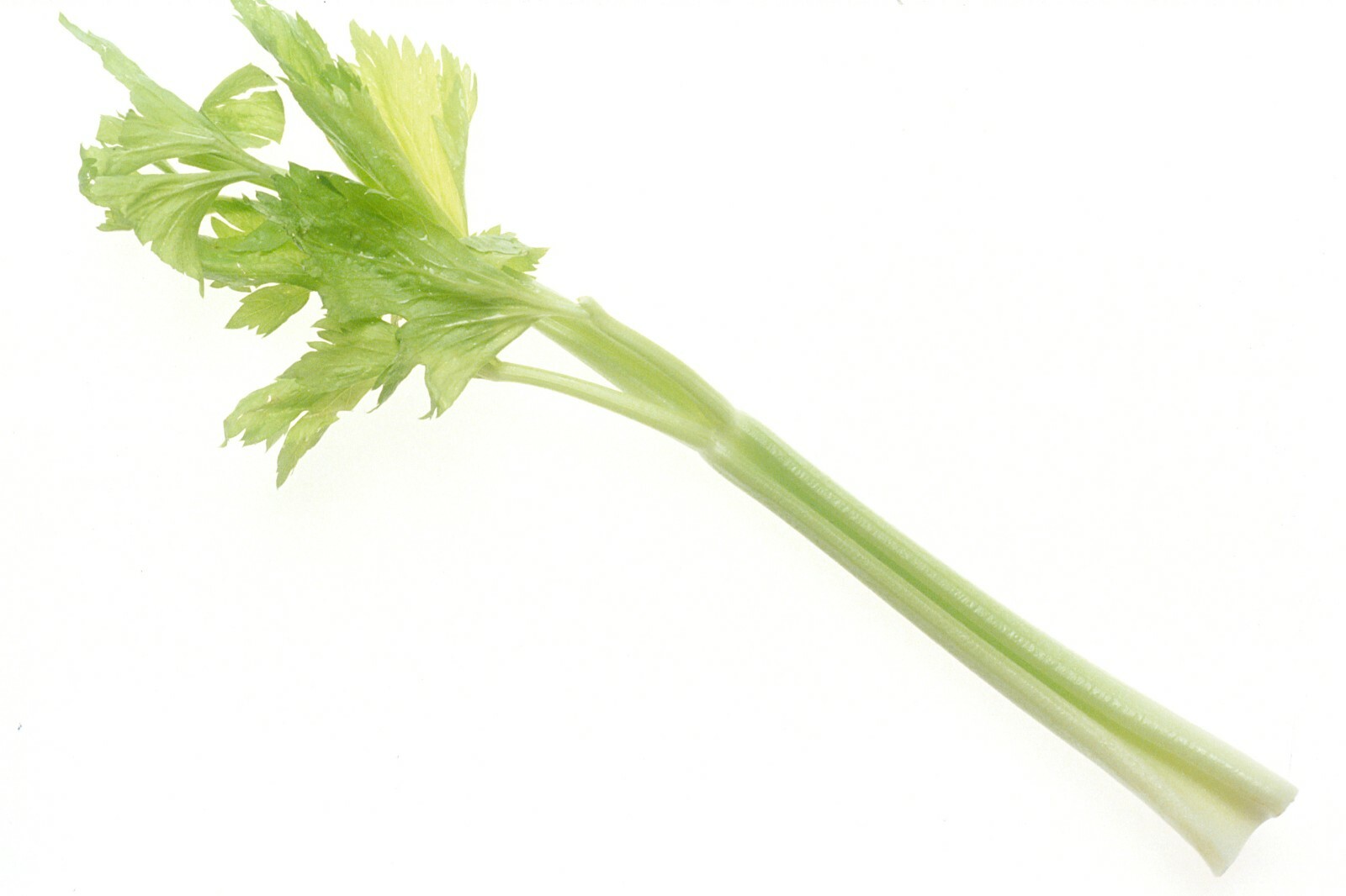 1000+ TALL CELERY SEEDS SPRING GARDEN VEGETABLE HARDY TASTY HEIRLOOM NON-GMO US