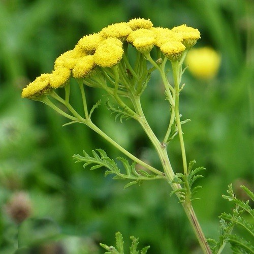 500+ Tansy Seeds – Tanacetum vulgare – Heirloom, Perennial Flower Seeds Non-GMO