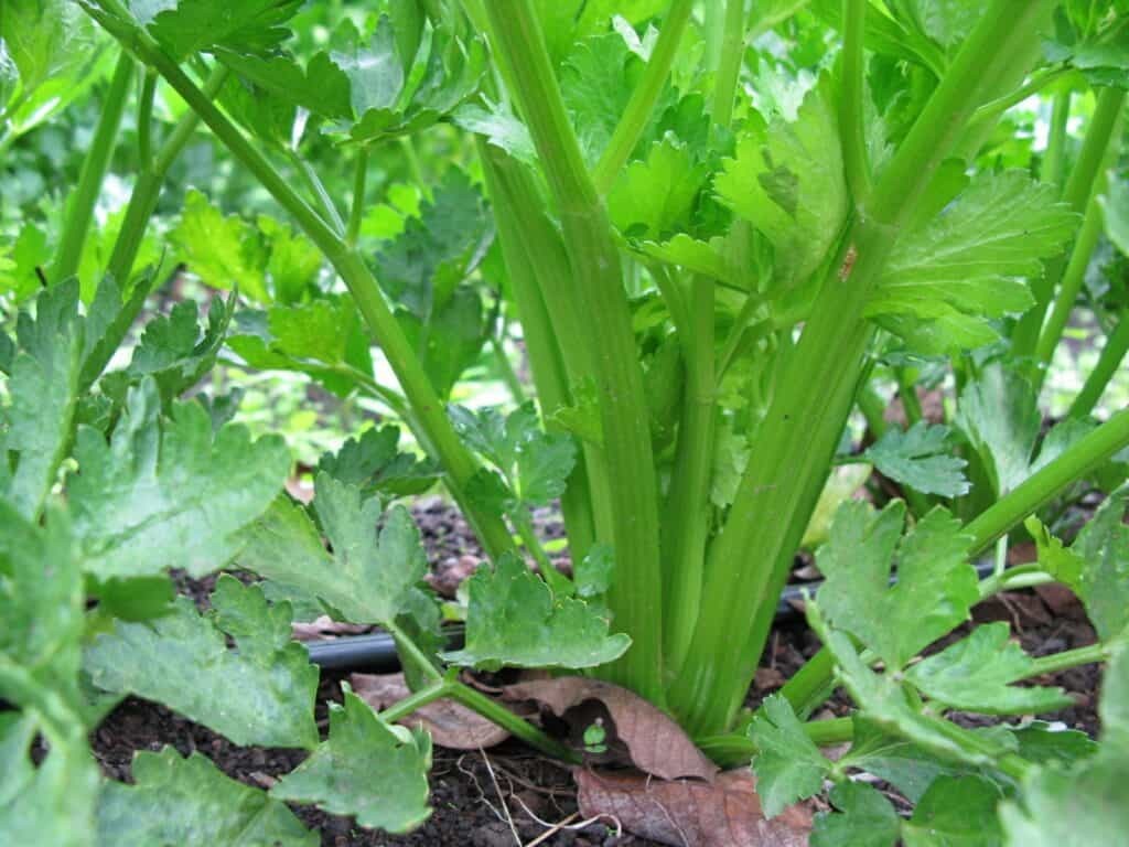 Tendercrisp Celery Seeds, NON-GMO, American Green, Stringless, FREE SHIPPING