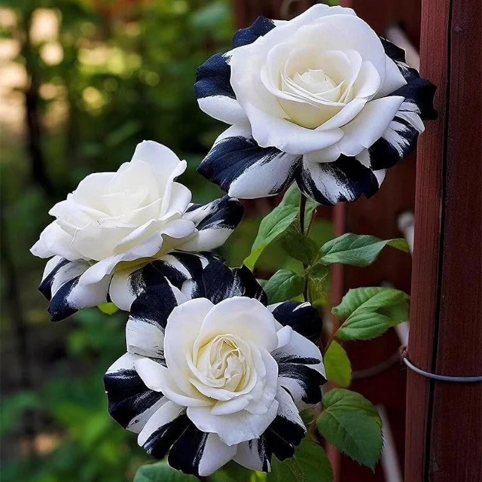 20pcs Rare Black & White Rose Seeds – Non-GMO Heirloom Variety