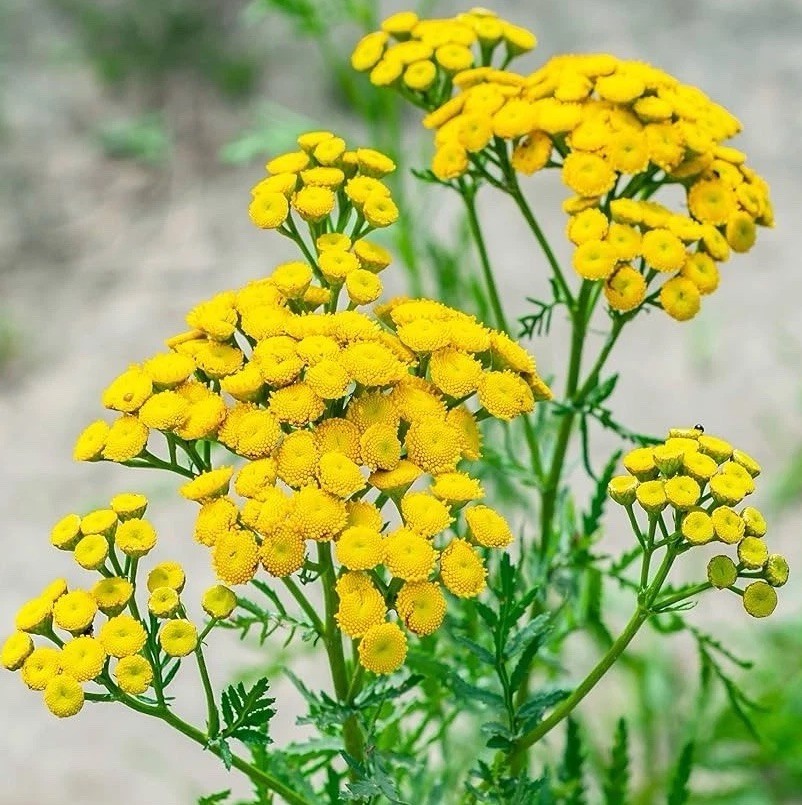 500+ Tansy Seeds – Tanacetum vulgare – Heirloom, Perennial Flower Seeds Non-GMO