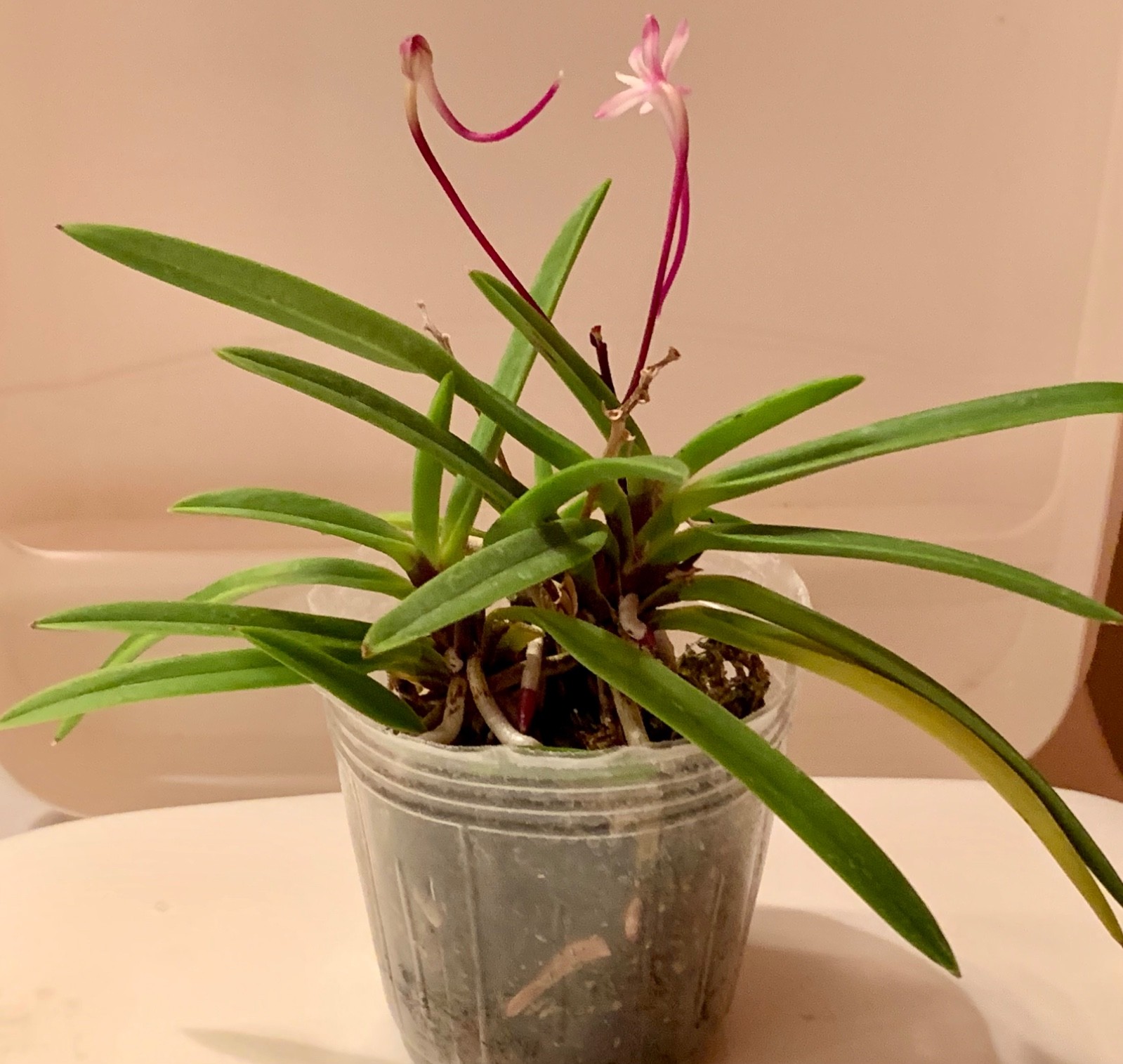 VANDA FALCATA OIRAN MISHOU ORCHID FRAGRANT in FLOWER & in BUD