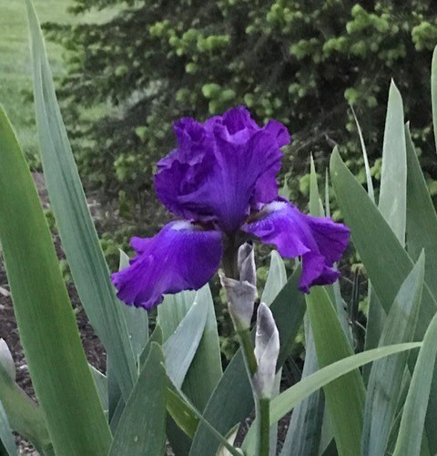 1 Tall Bearded Iris Rhizome/Bulb~STELLAR LIGHTS~Perennial Flowers~ROYAL PURPLE