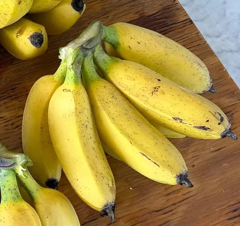 100 Pcs Banana Tree Seeds | Home Garden Tropical Ornamental Plant Seeds