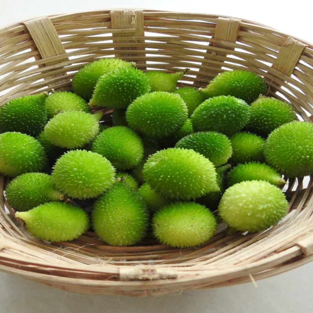 Fresh Kantola | 10 Seeds | Spiny Gourd | Kakrol | Heirloom Non-GMO | Asian Seeds