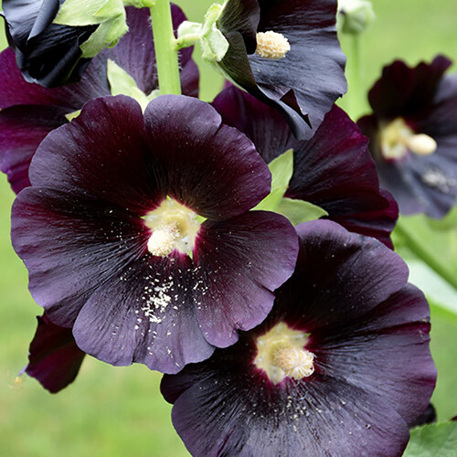 Nigra Hollyhock Seeds | Non-GMO | Free Shipping | Seed Store | 1193