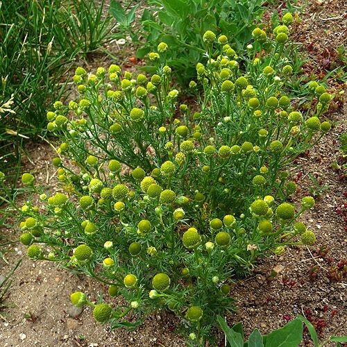 Pineapple weed – 100 seeds, organically grown in MN, non GMO.