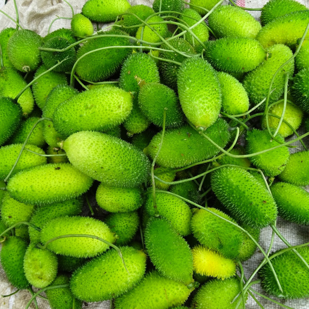 Fresh Kantola | 10 Seeds | Spiny Gourd | Kakrol | Heirloom Non-GMO | Asian Seeds