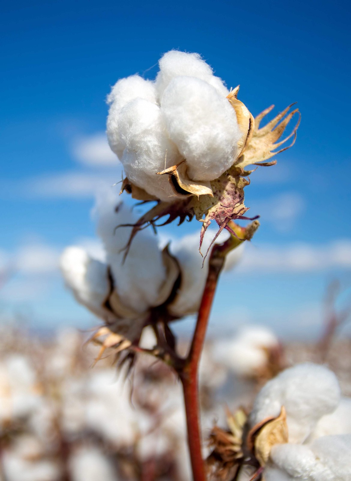 25 WHITE COTTON Gossypium Hirsutum Plant Seeds