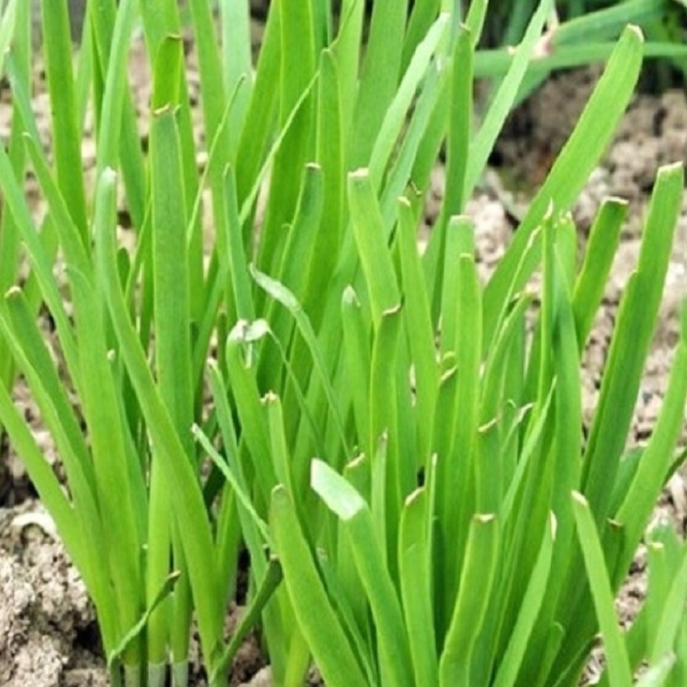 Garlic Chives Seeds | NON-GMO | Heirloom | Fresh Garden Seeds