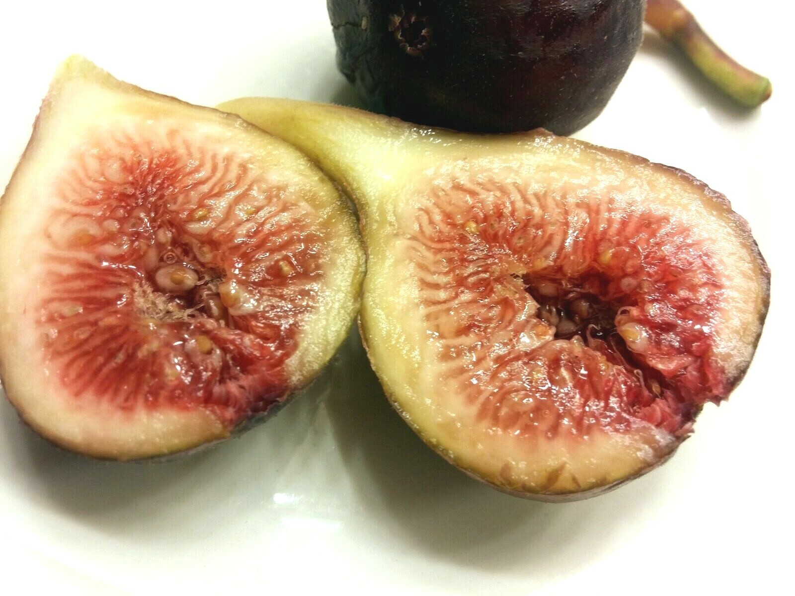 10 cuttings of Super-producer, Organic Celeste Honey Sugar fig tree cold hardy