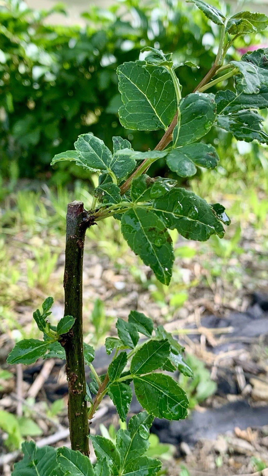 Chinese Pepper tree “Zanthoxylum” 2-3 Years Old With Roots New Leaves 15”-20”H