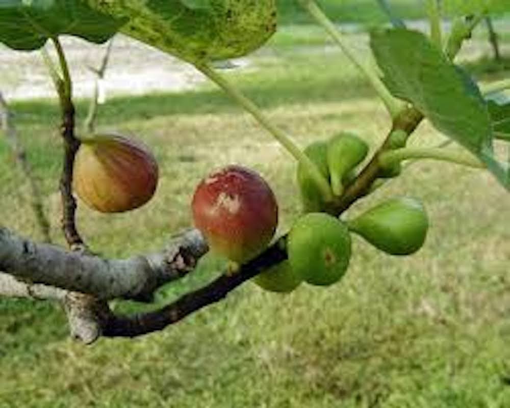 1 Brown Turkey Fig Tree Starter Plug ( ficus carica ‘ Brown Turkey’) Bare Root