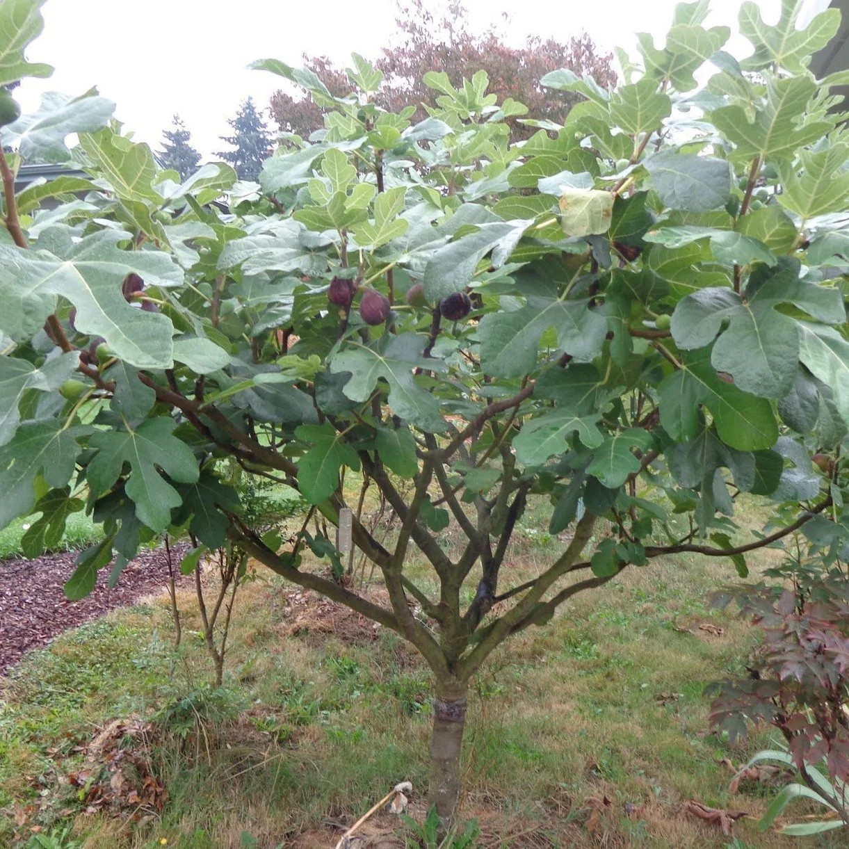 3 Chicago Hardy Fig Starter Plug – Ficus carica