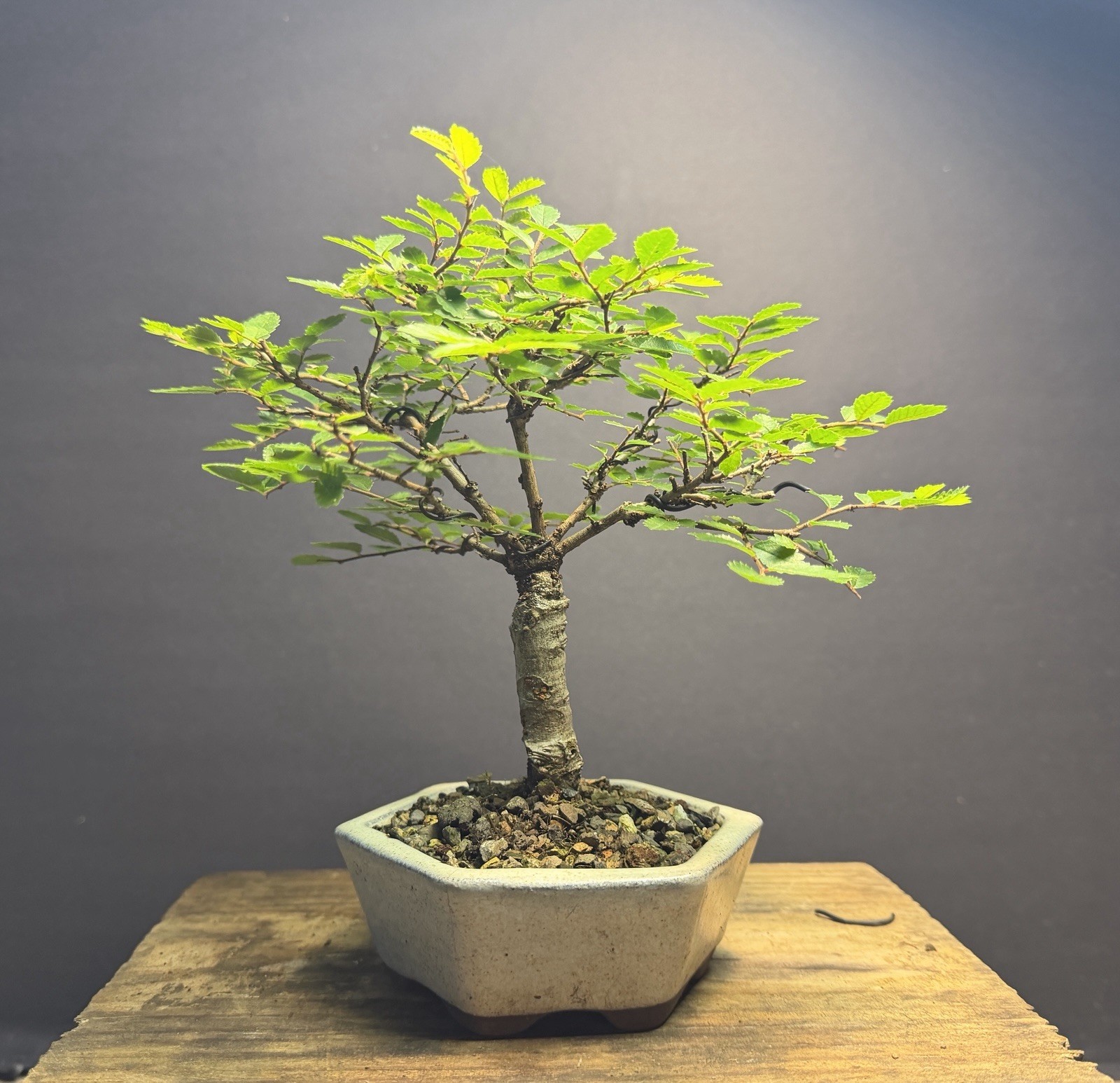 Bonsai Broom Style Mame Chinese Elm 8.5” tall Japanese Hexagon Glazed Pot