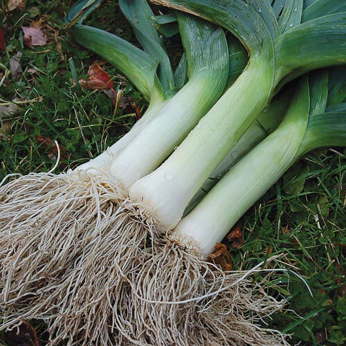 300 GIANT MUSSELBURGH LEEK ONION SEEDS FRESH HARVEST FOR 2024 GARDENS