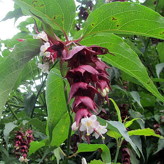 HIMALAYAN HONEYSUCKLE BUSH 200 SEEDS HARDY PERENNIAL mariesgreengarden