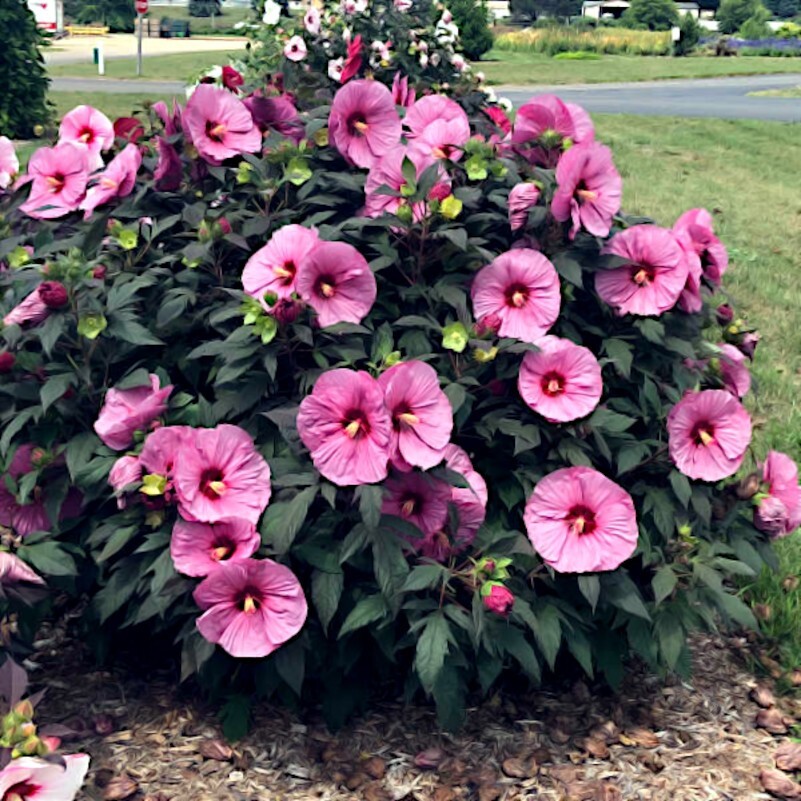 20 Pink Swamp Mallow Rose Seeds “LARGE FLOWER” Hardy Hibiscus Fast Garden Plant