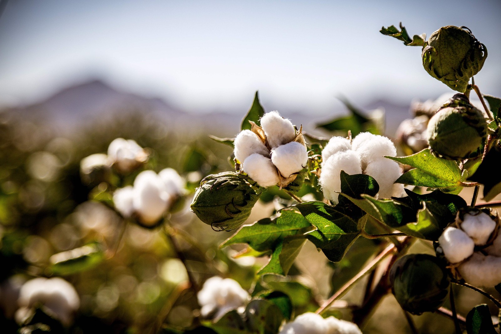 25 WHITE COTTON Gossypium Hirsutum Plant Seeds