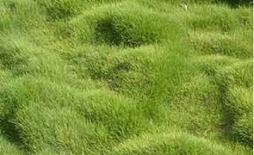 Zoysia tenuifolia Korean Grass seeds – 5000 seeds- fresh, coated, Imported