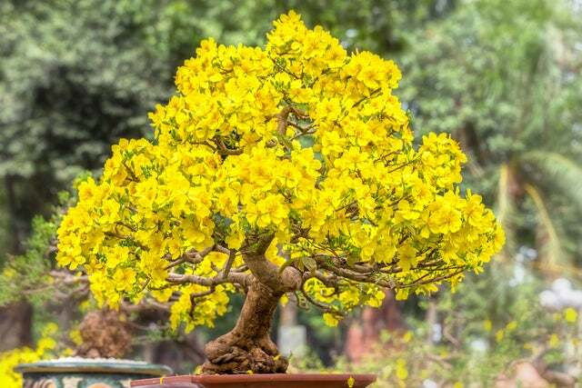 Apricot Bonsai Tree Seeds – 3 Large Seeds for Planting – Stunning Yellow Flowers