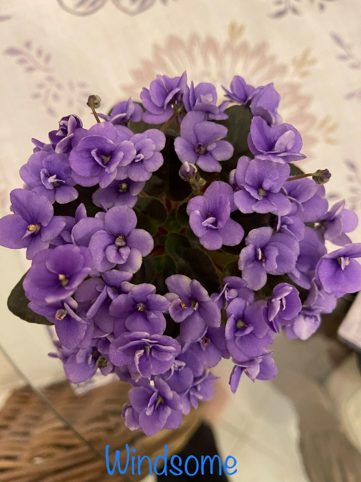 Assorted LEAVES of African Violet Mini/Semi/Standard/Trailers