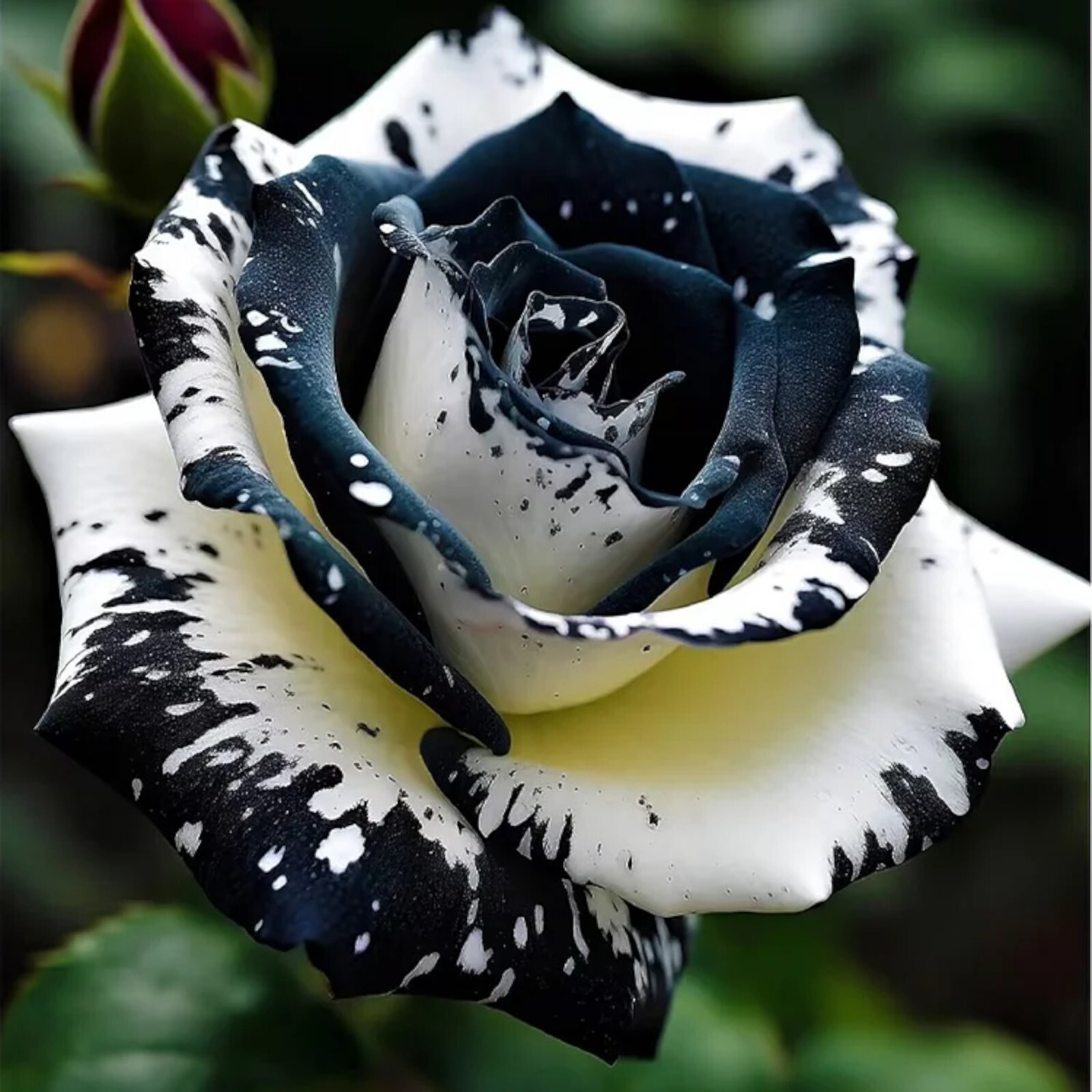 20pcs Rare Black & White Rose Seeds – Non-GMO Heirloom Variety