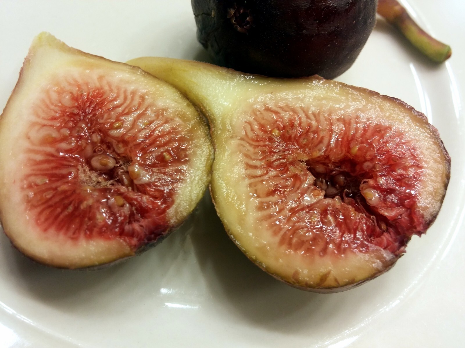 10 cuttings of Super-producer, Organic Celeste Honey Sugar fig tree cold hardy