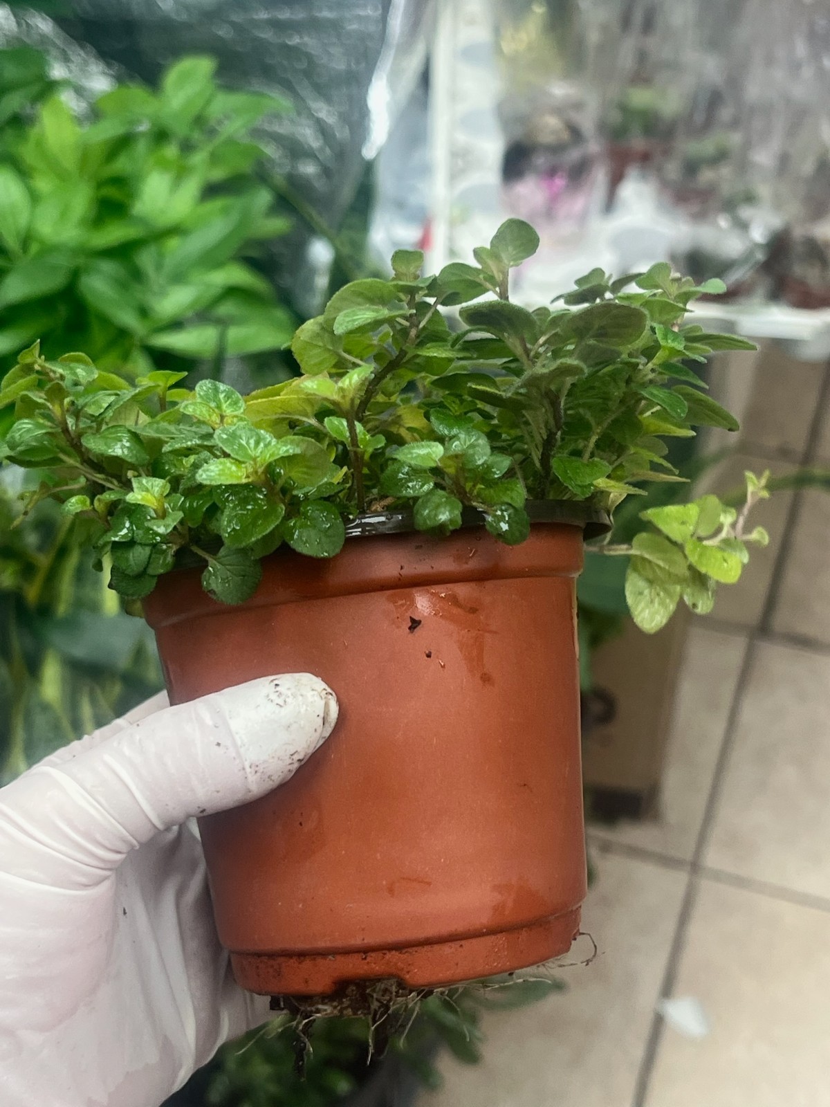 Oregano Live Plant in 4″ Pot