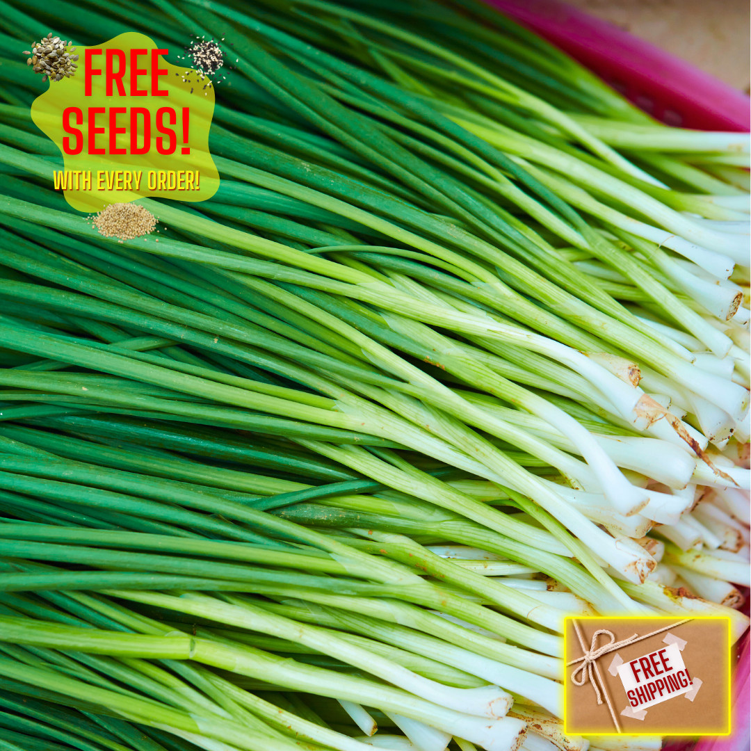 Fresh Premium Garlic Chive Seeds | Jiu Cai | Heirloom Non-GMO | Vegetable Seeds