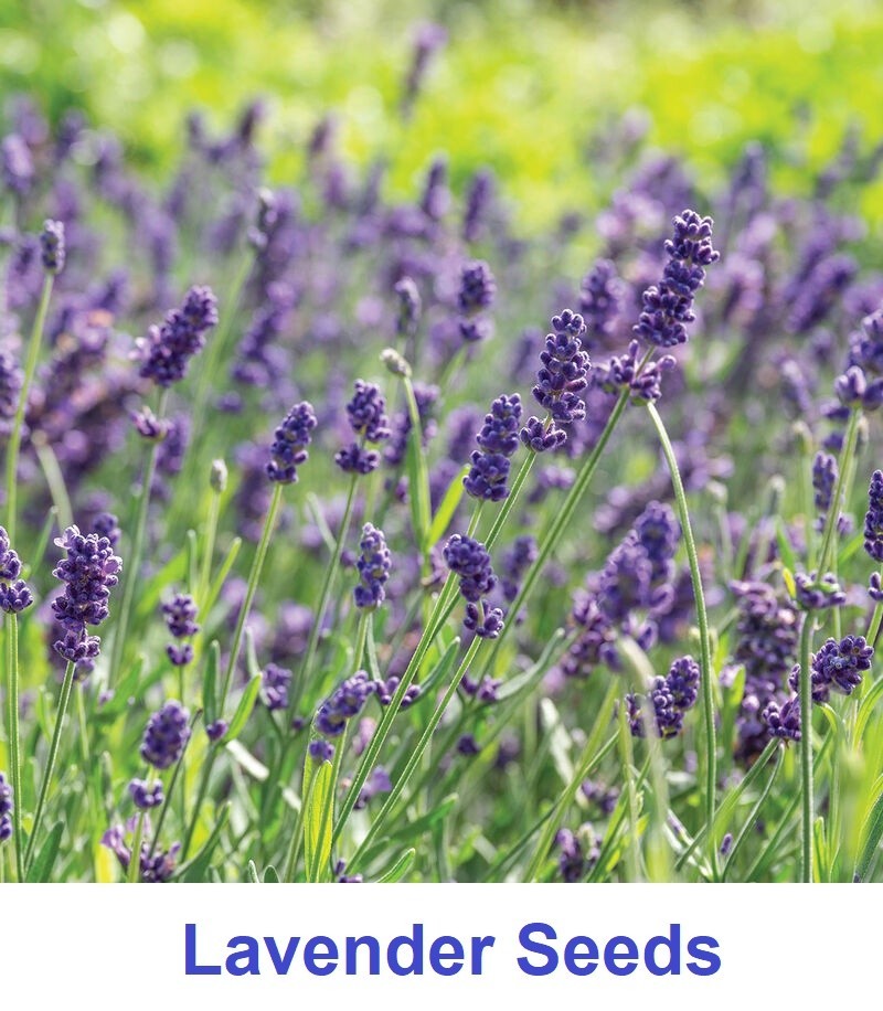 English Lavender Seeds Herb Lavender lavandula angustifolia