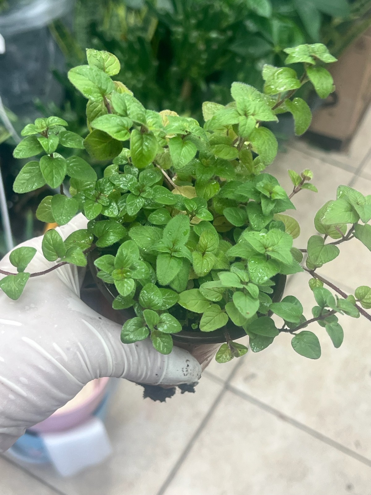 Oregano Live Plant in 4″ Pot