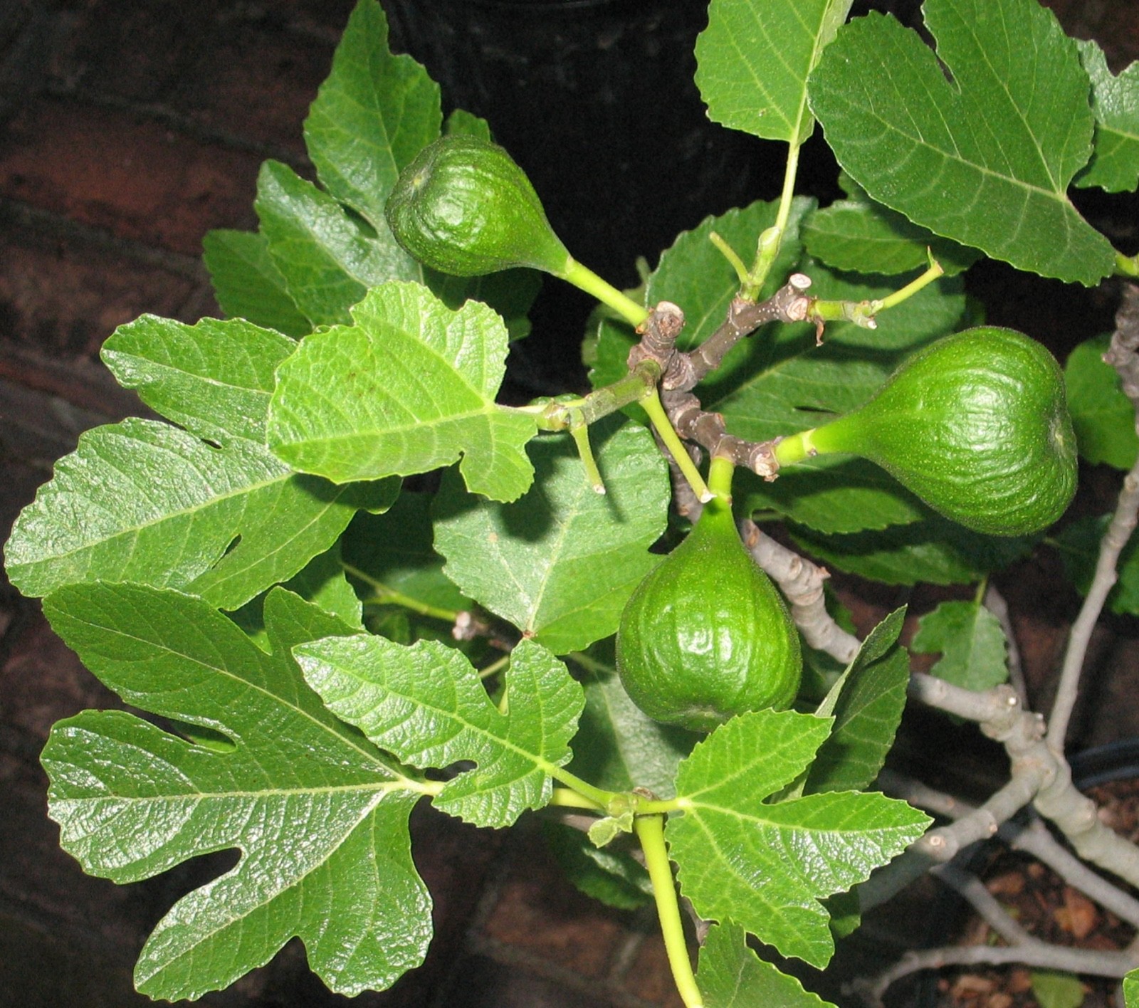 1 Lattarula Italian Honey Fig Tree Starter Plug – Ficus carica
