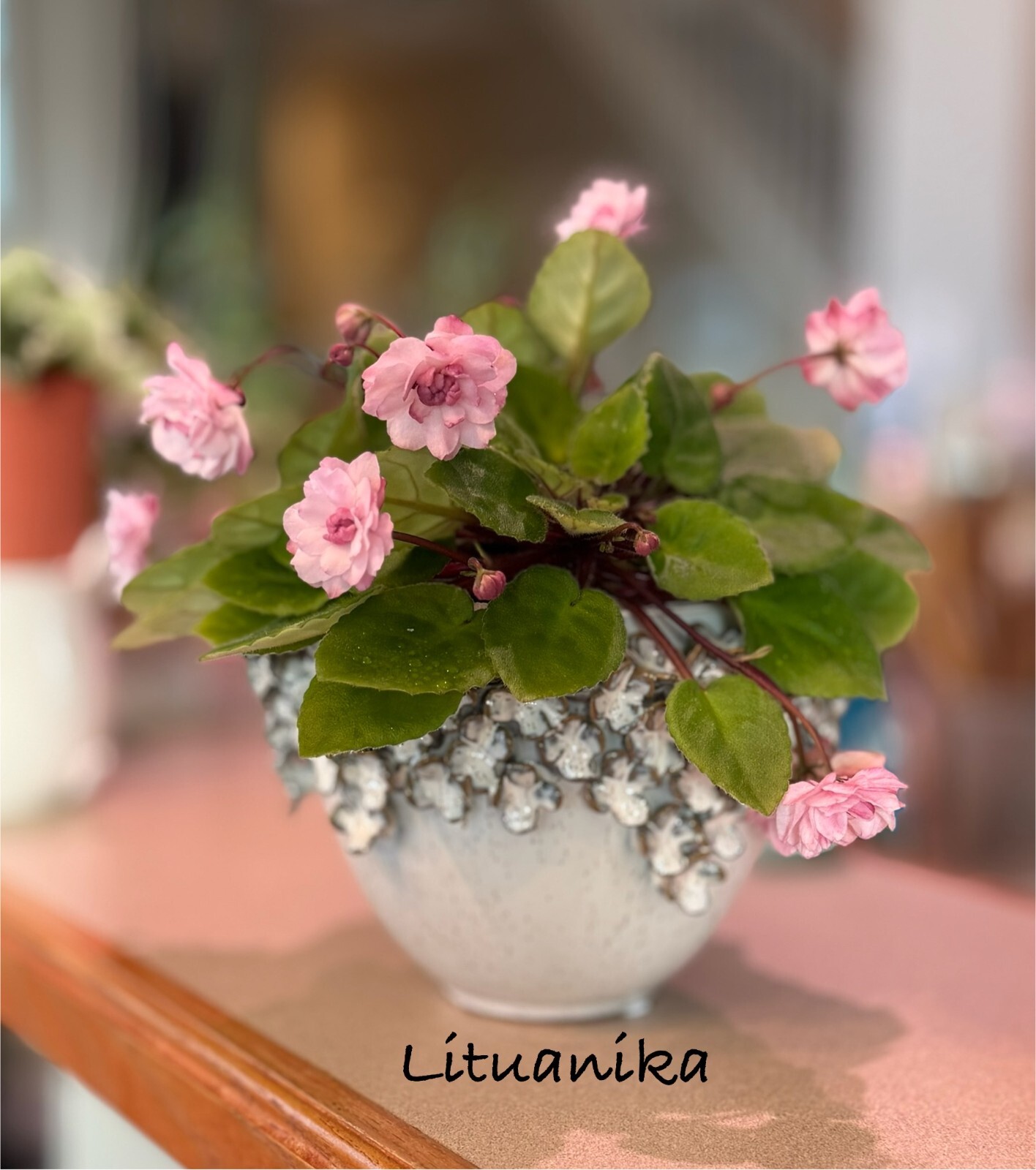 Assorted LEAVES of African Violet Mini/Semi/Standard/Trailers