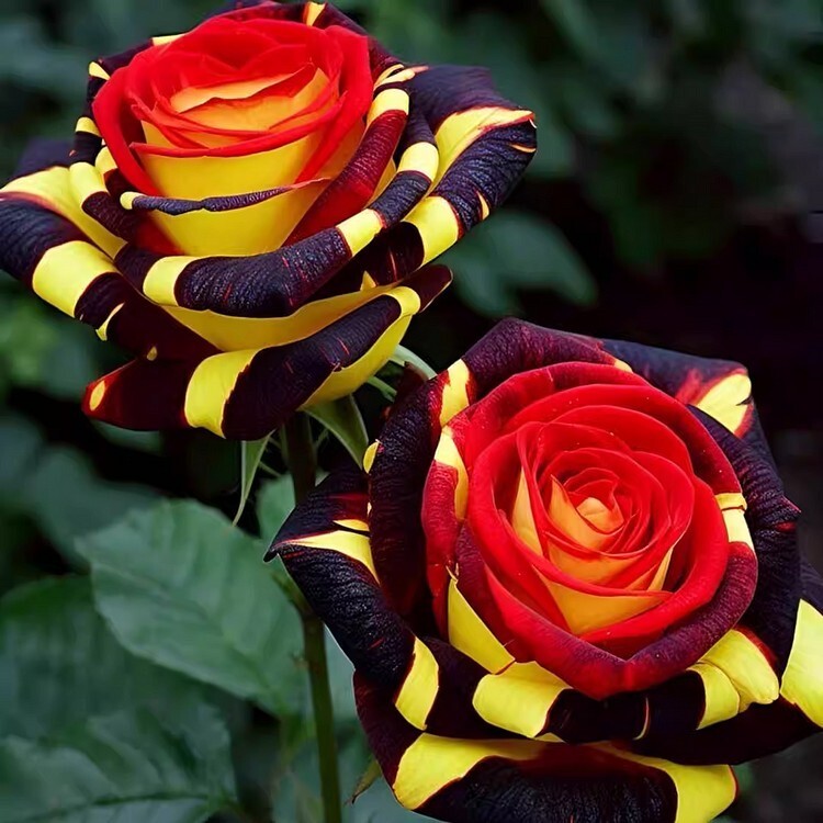 20pcs Rare Rose ‘Firebird’ Seeds – Experience Nature’s Enchantment