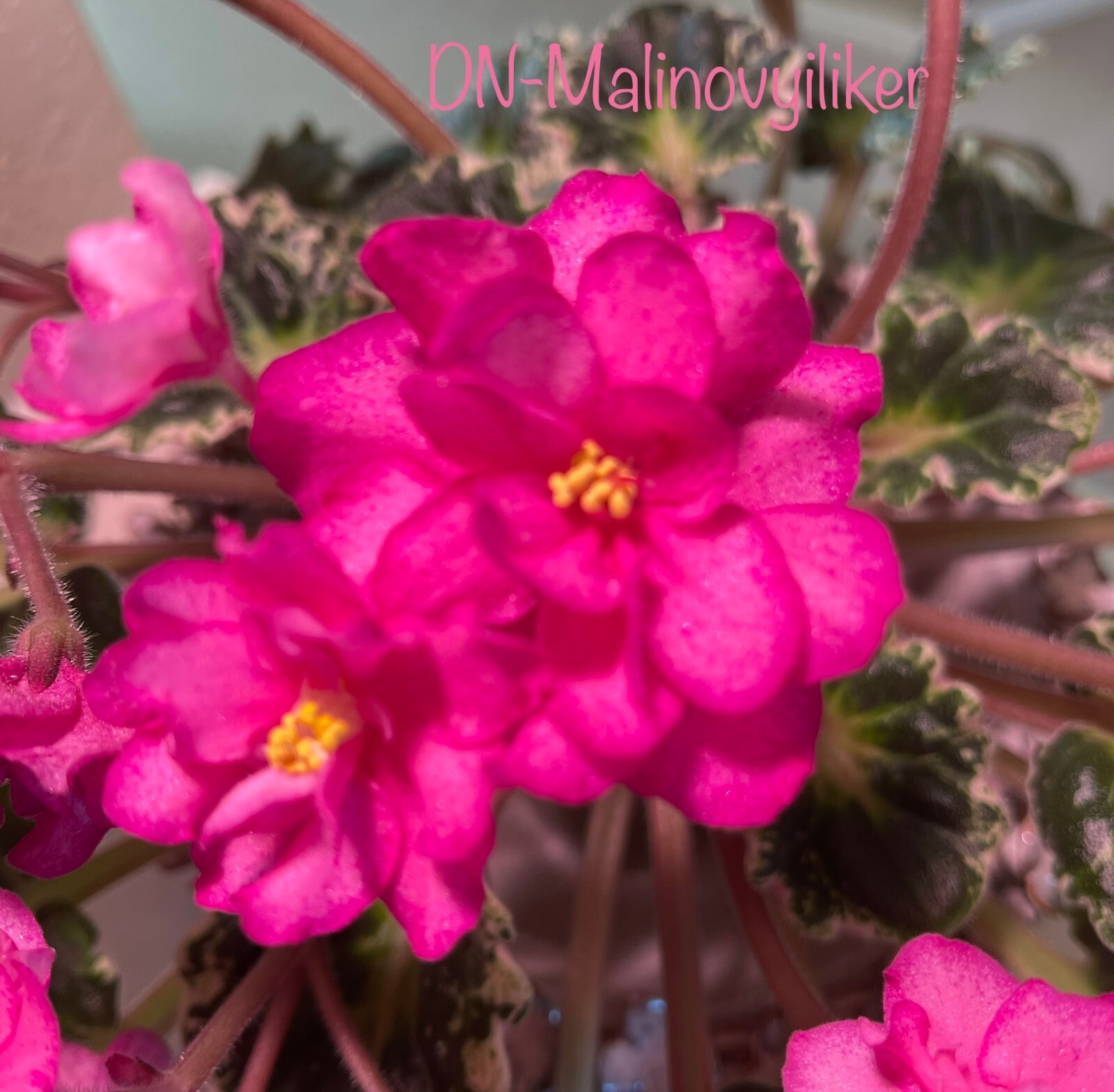 Assorted LEAVES of African Violet Mini/Semi/Standard/Trailers