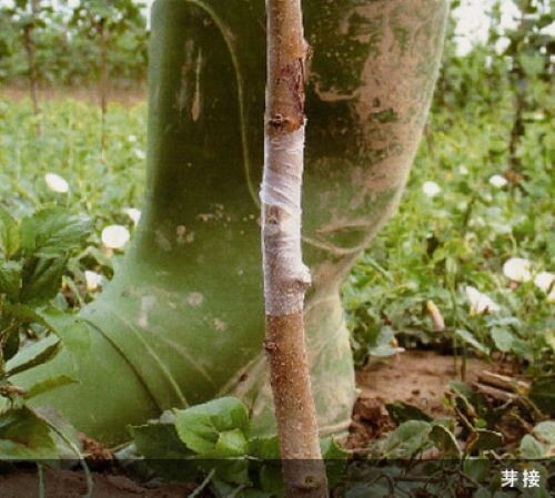 Aglis New Medel Buddy Tape 25mm x 30M 1pc Grafting Tape Agricultural New