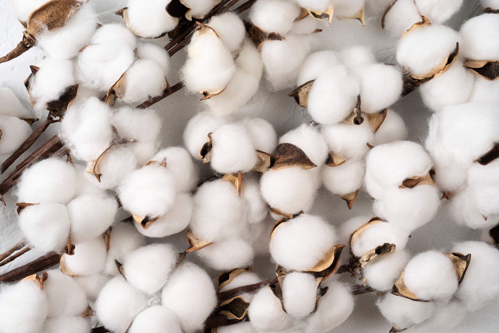 25 WHITE COTTON Gossypium Hirsutum Plant Seeds