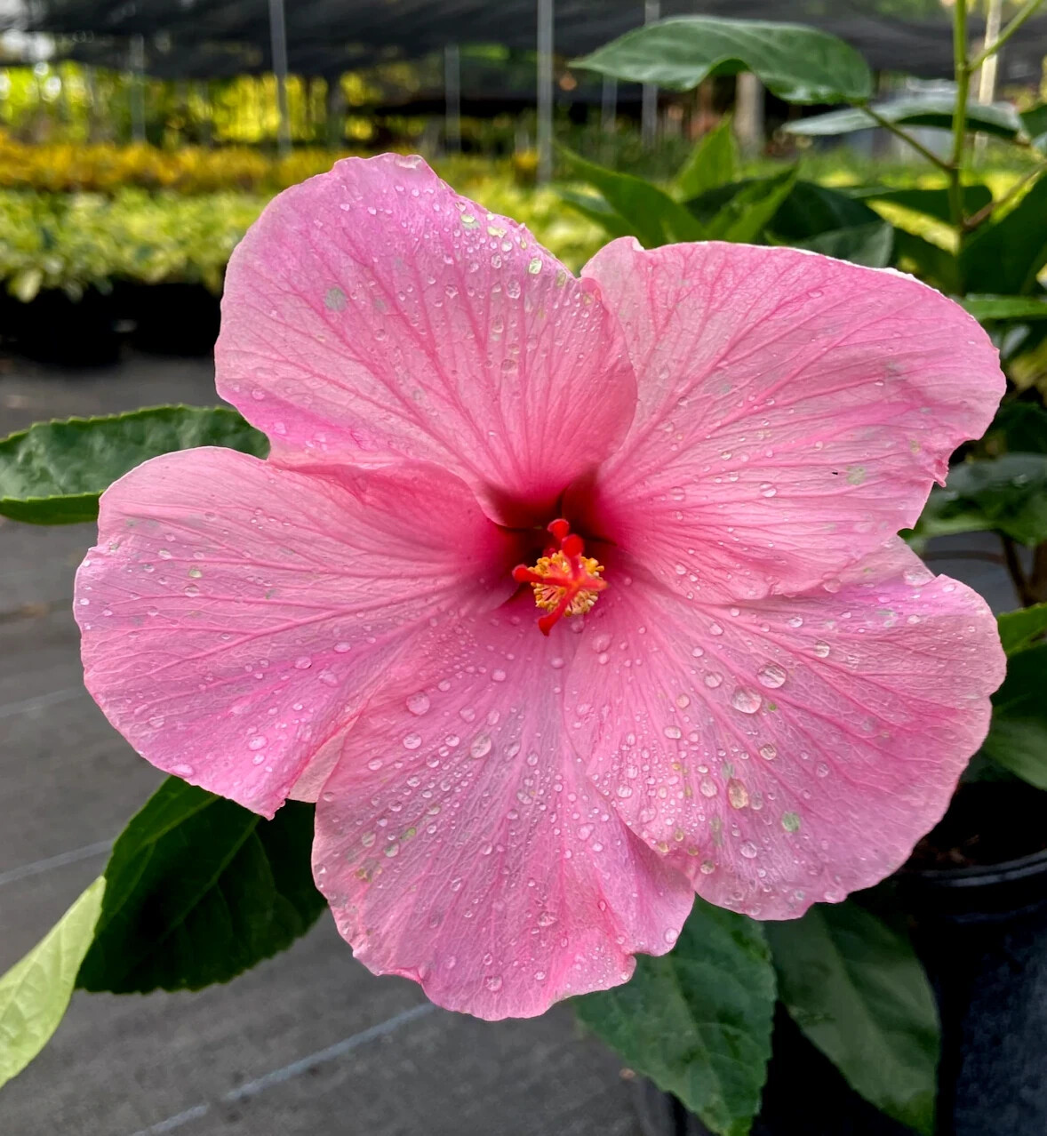 20 Pink Swamp Mallow Rose Seeds “LARGE FLOWER” Hardy Hibiscus Fast Garden Plant