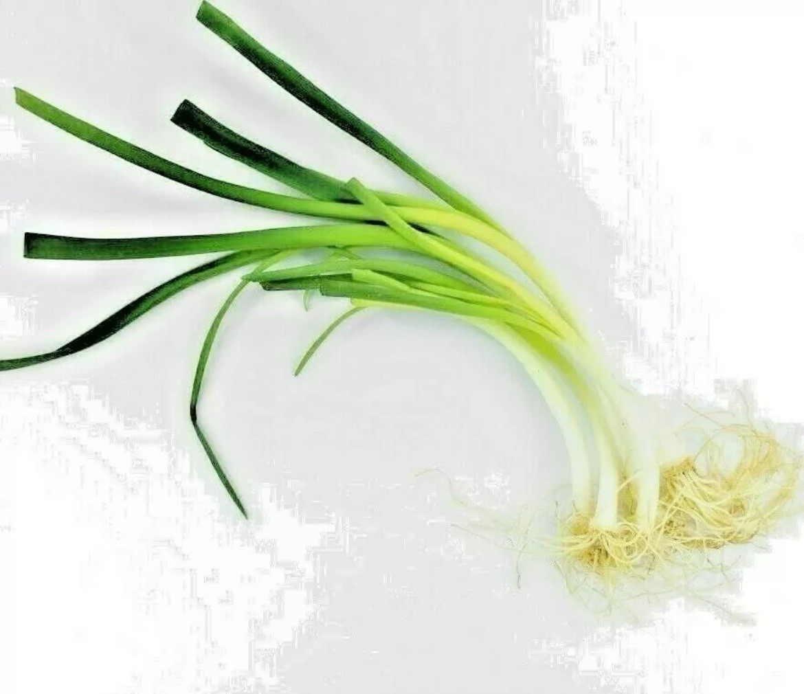 50 Onion Chive Seeds Non GMO Organic Herb Garden Easy Perennial Edible Culinary